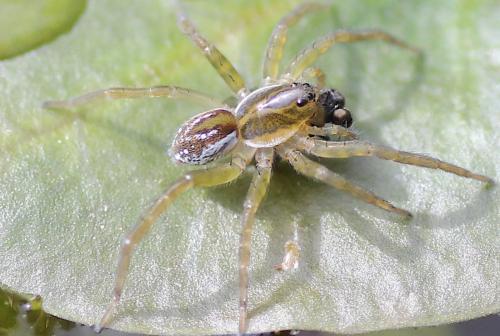 Pirata sp.